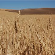 Picture - Bearded Wheat Field