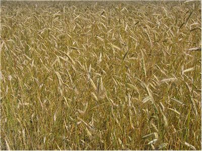 Picture - Ripe of Wheat