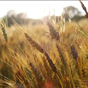 Picture - Sun on Wheat