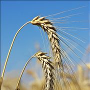 Picture - Two Spikes of the Wheat