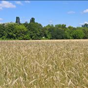 Picture - White Field