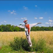 Picture - Wheat Field with Scarecrow