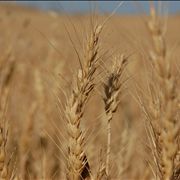 Picture - White Fields