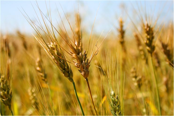 Picture - Wheat on Summer