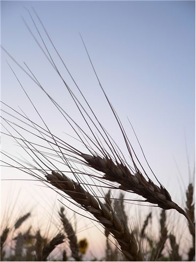 Picture - Wheat Ready to Harvest